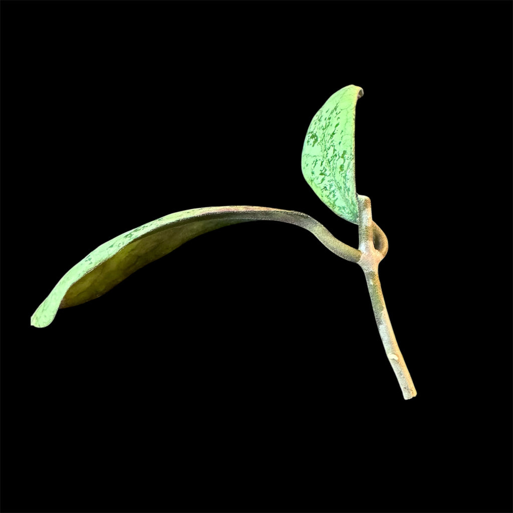 Hoya lorelai cutting C (midcut small leaves)