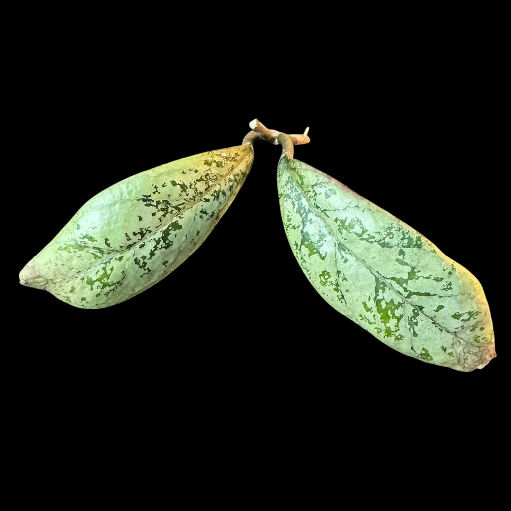 Hoya lorelai cutting C (midcut small leaves)