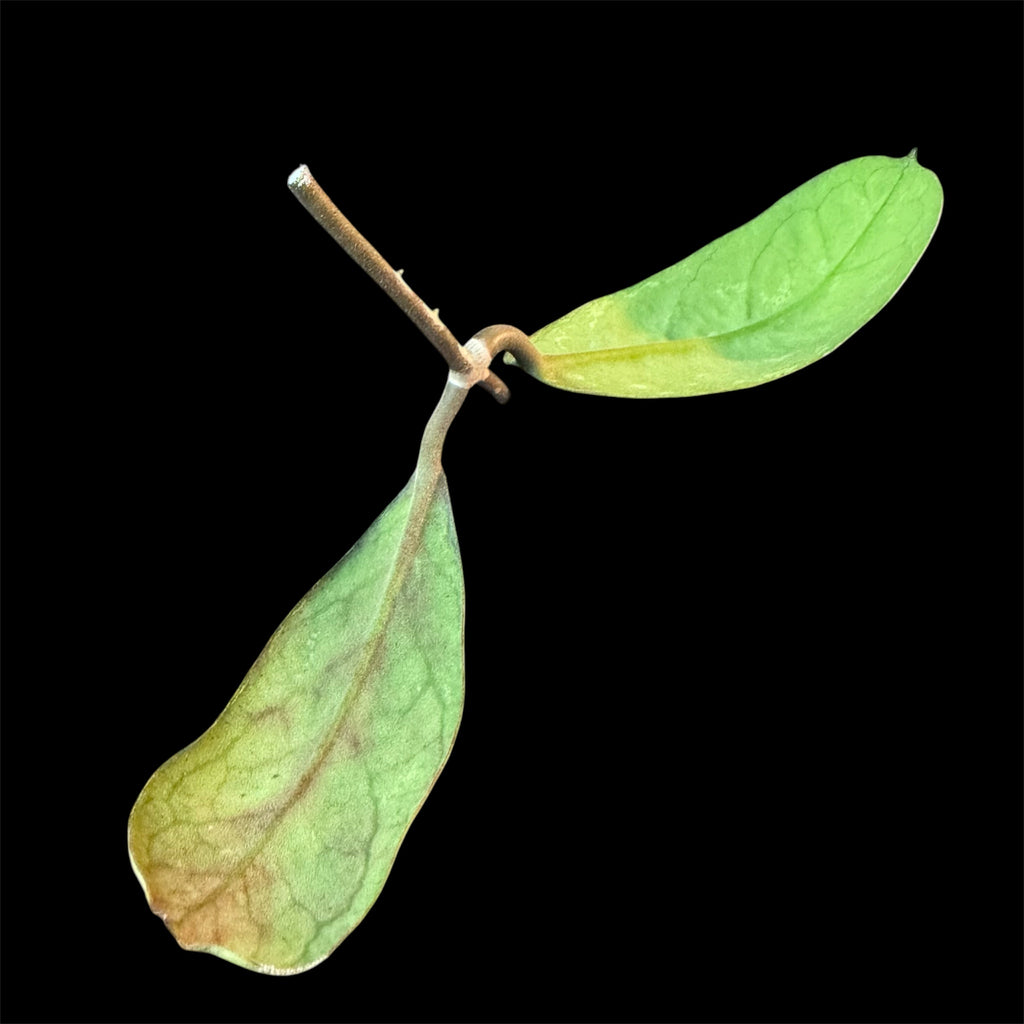 Hoya lorelai cutting B (midcut)