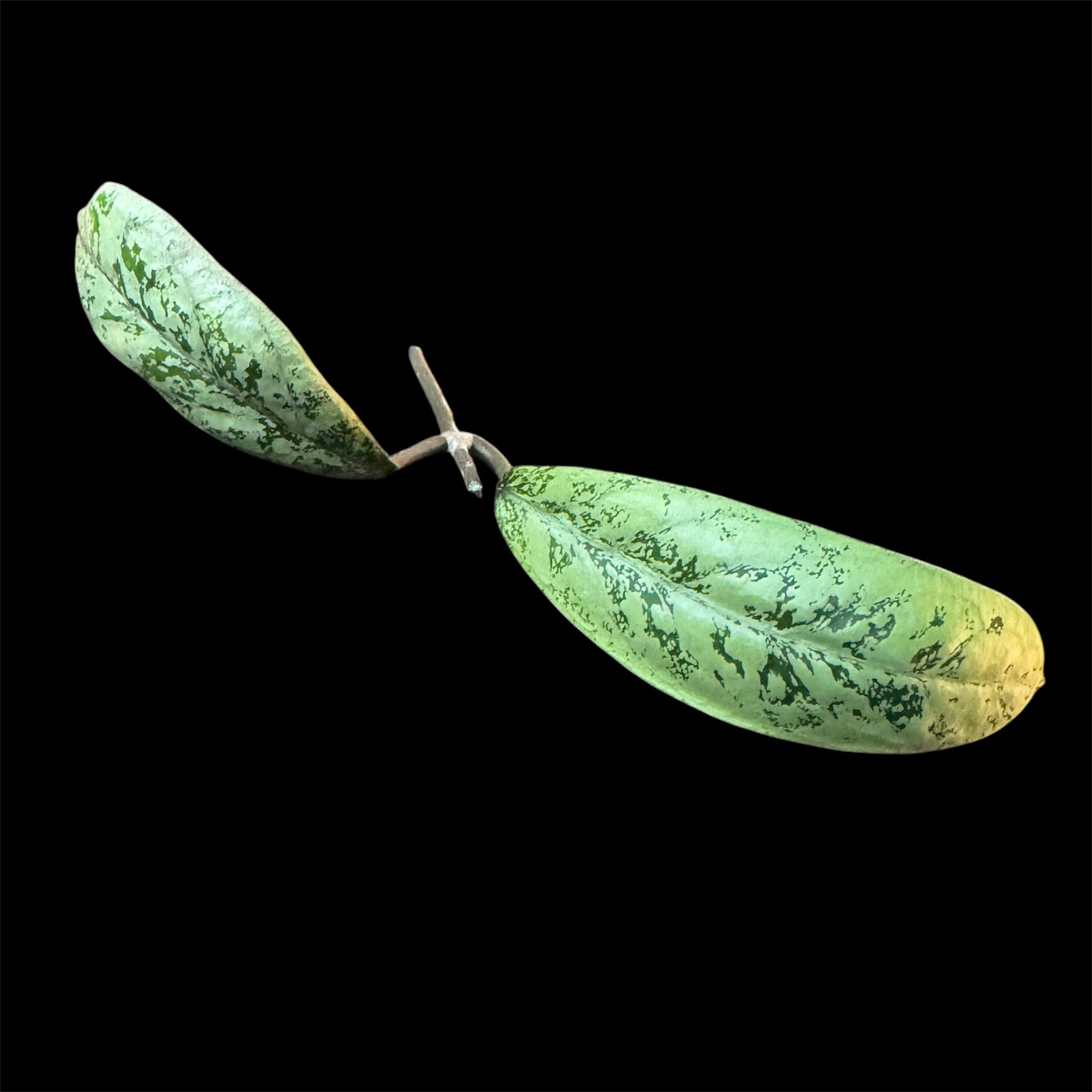Hoya lorelai cutting B (midcut)