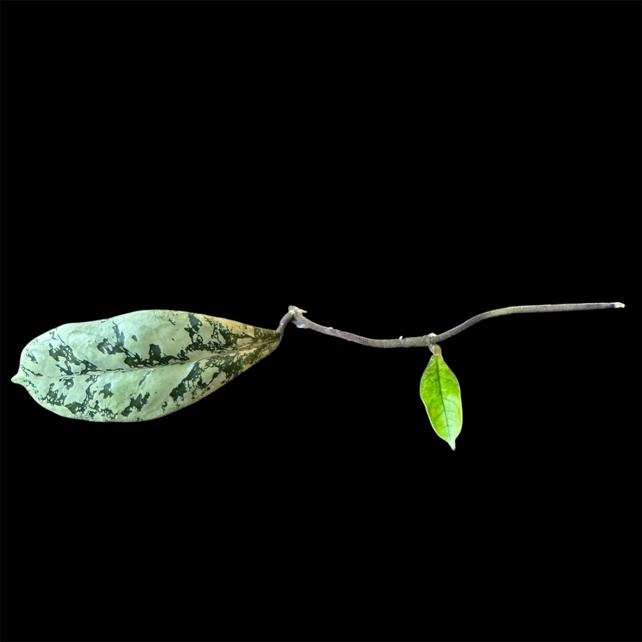 Hoya lorelai cutting A (top cut with 2 nodes)