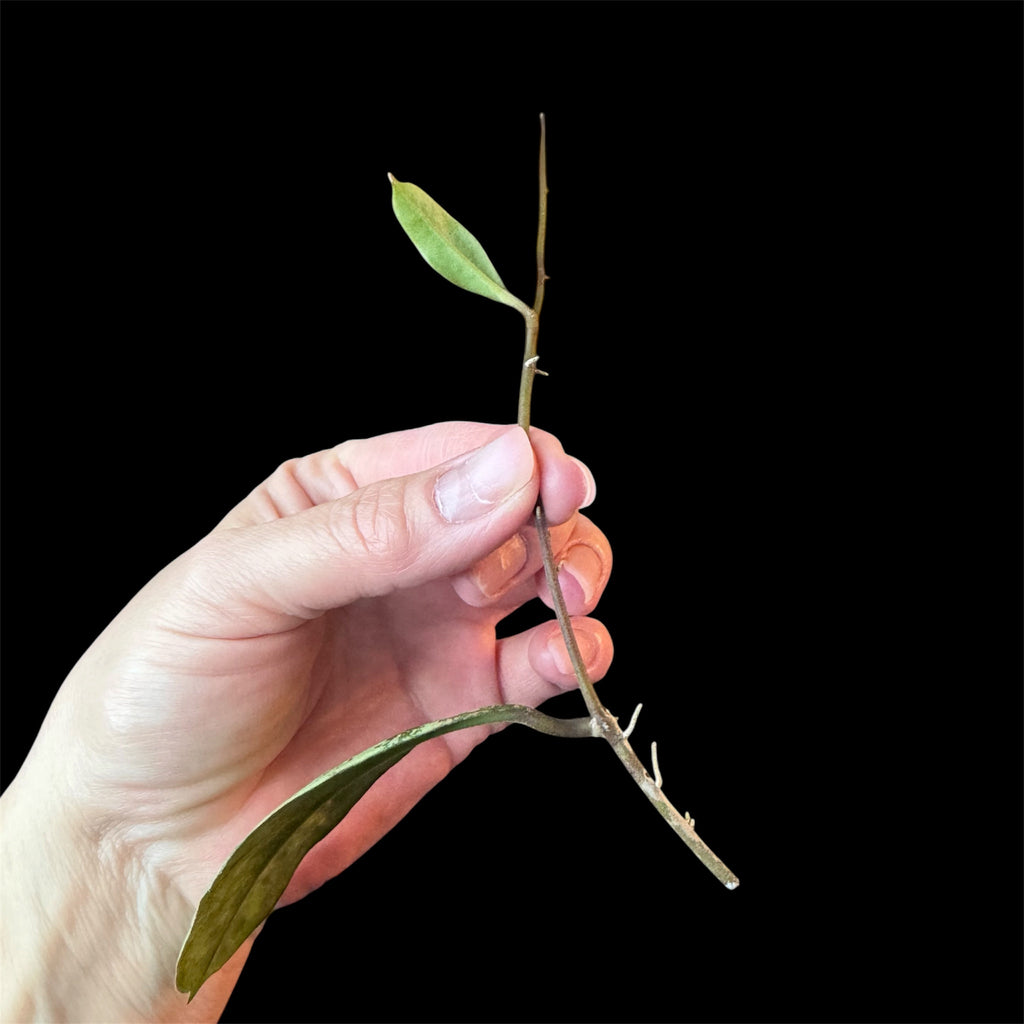 Hoya lorelai cutting A (top cut with 2 nodes)