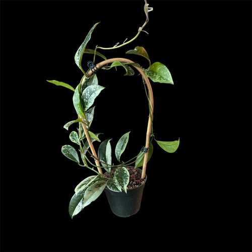 Hoya ah 074