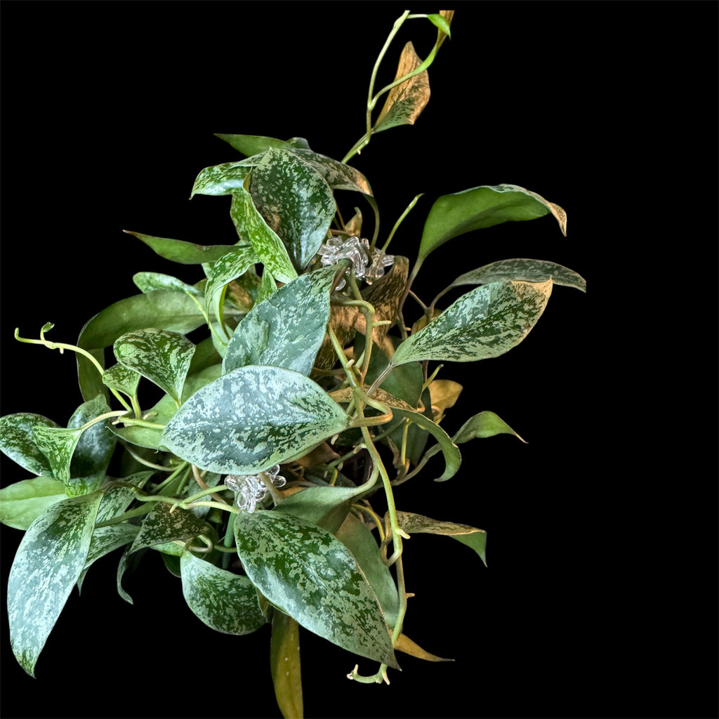 Hoya sp lacunosa cimanggu