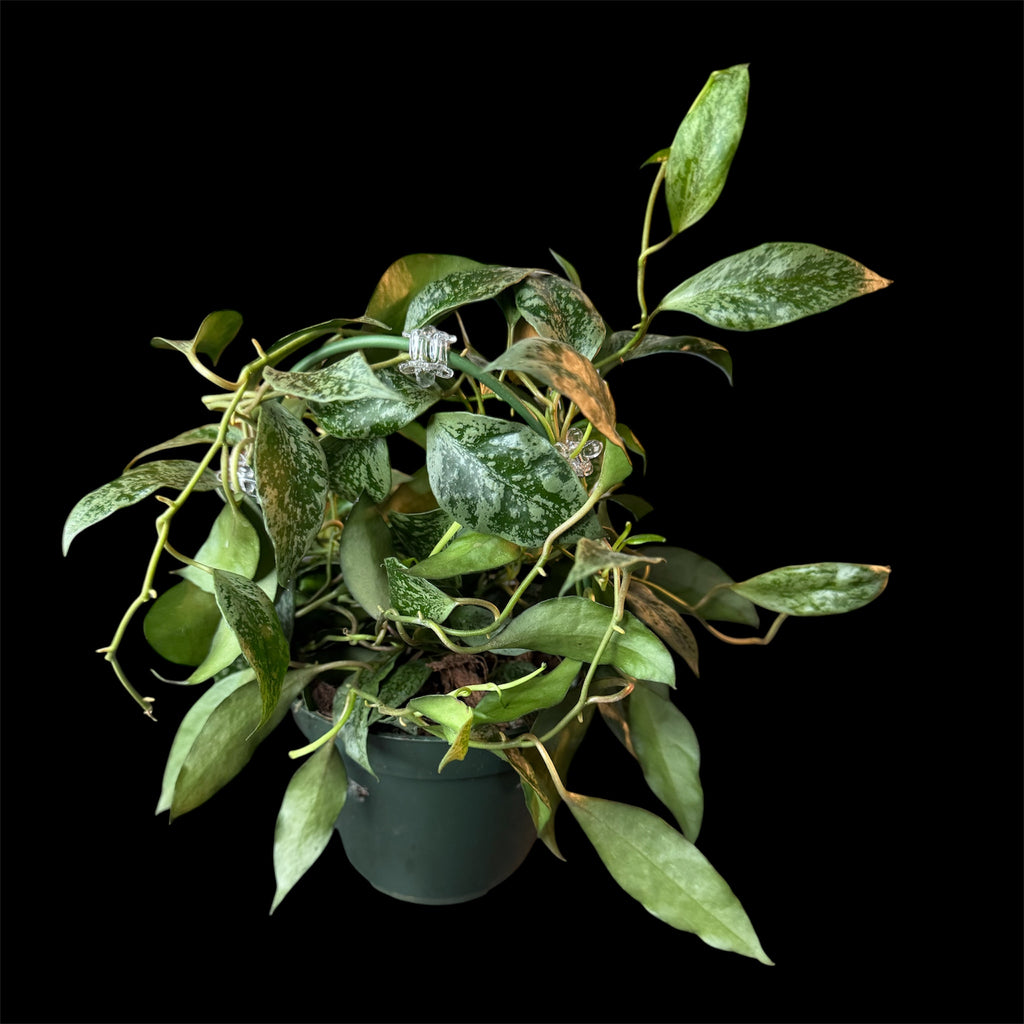 Hoya sp lacunosa cimanggu