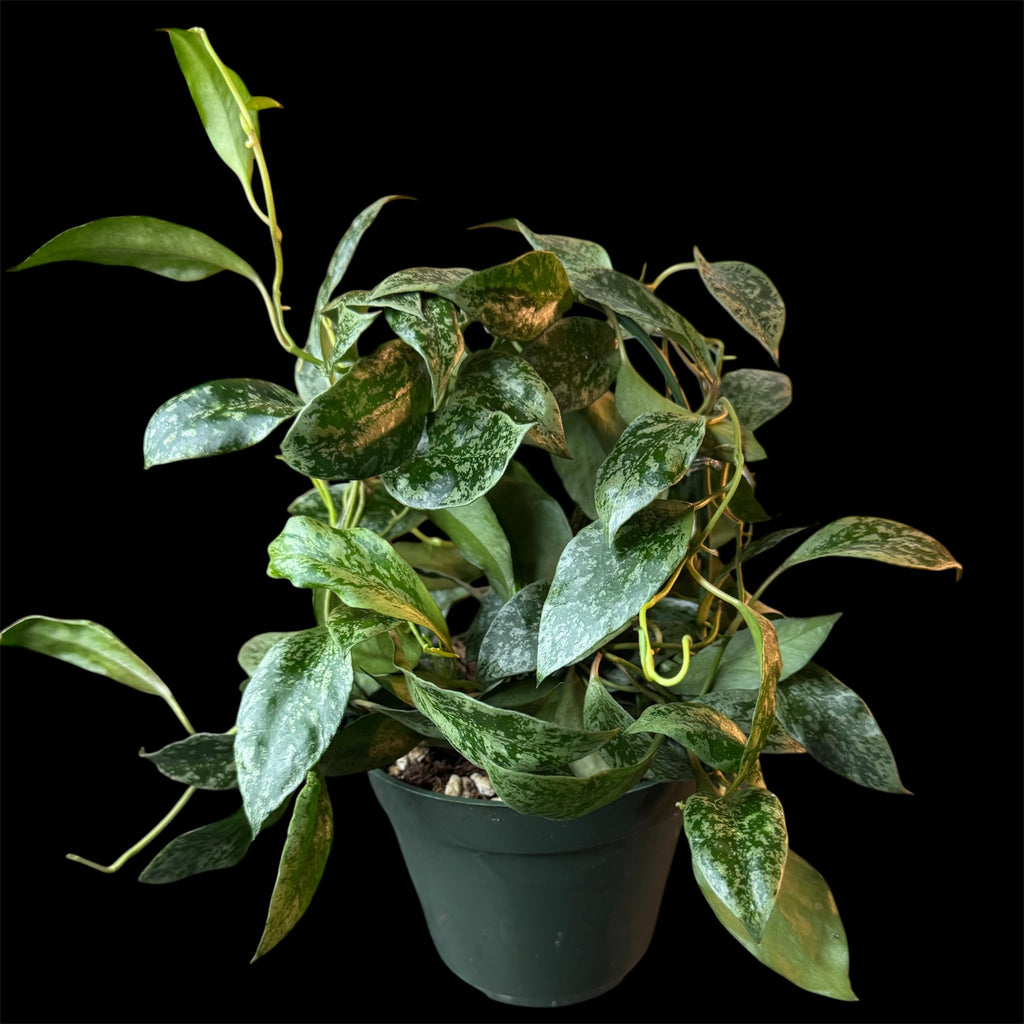 Hoya sp lacunosa cimanggu