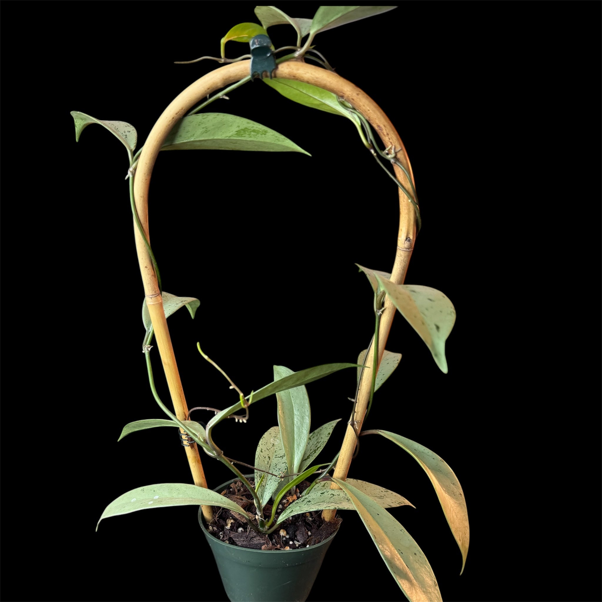 Hoya pubicalyx pink silver ghost