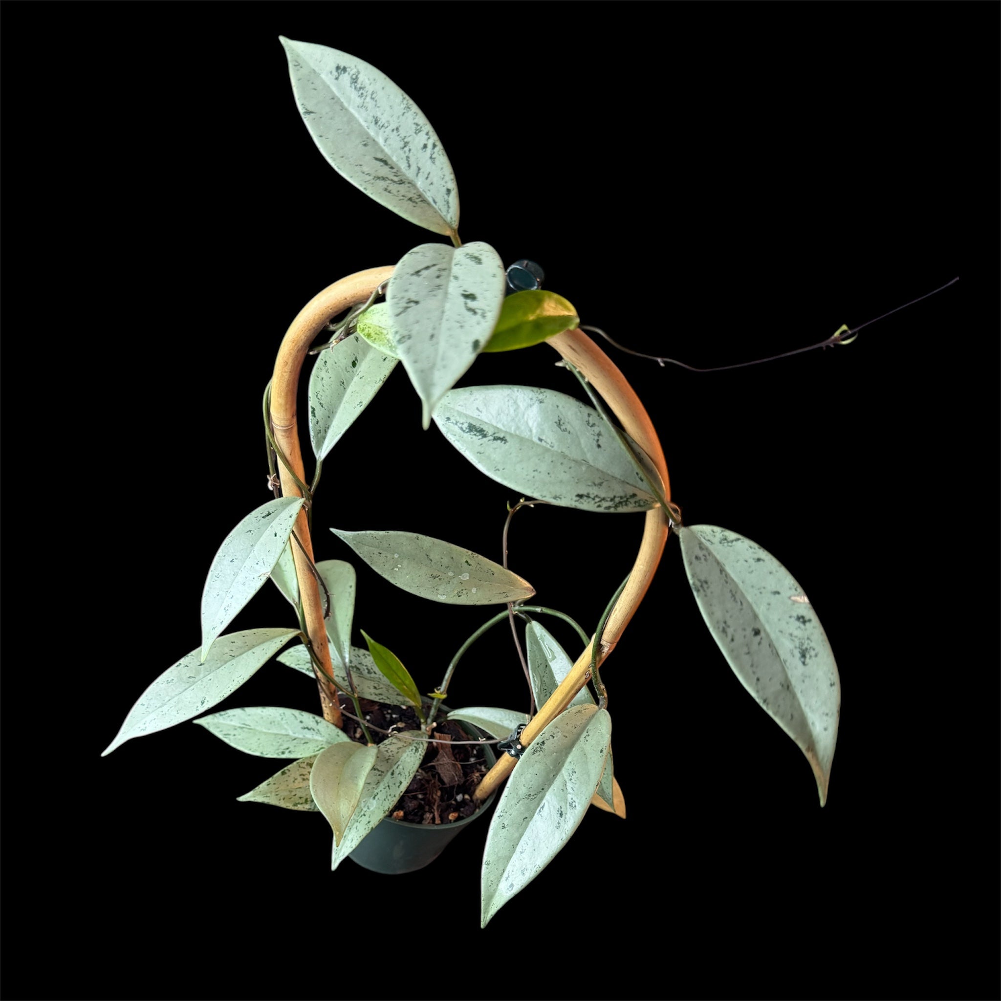 Hoya pubicalyx pink silver ghost