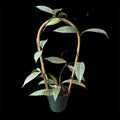 Hoya pubicalyx pink silver ghost