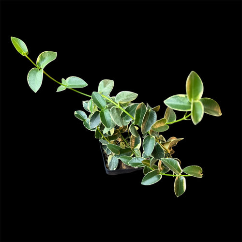 Hoya cumingiana albomarginata