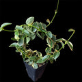 Hoya cumingiana albomarginata