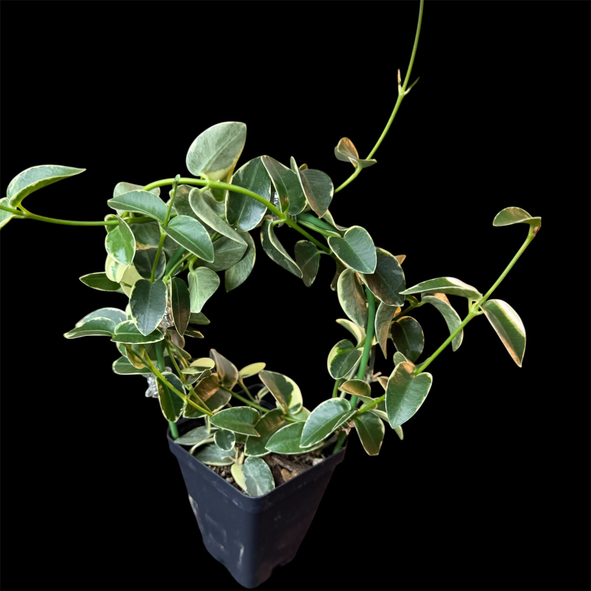 Hoya cumingiana albomarginata