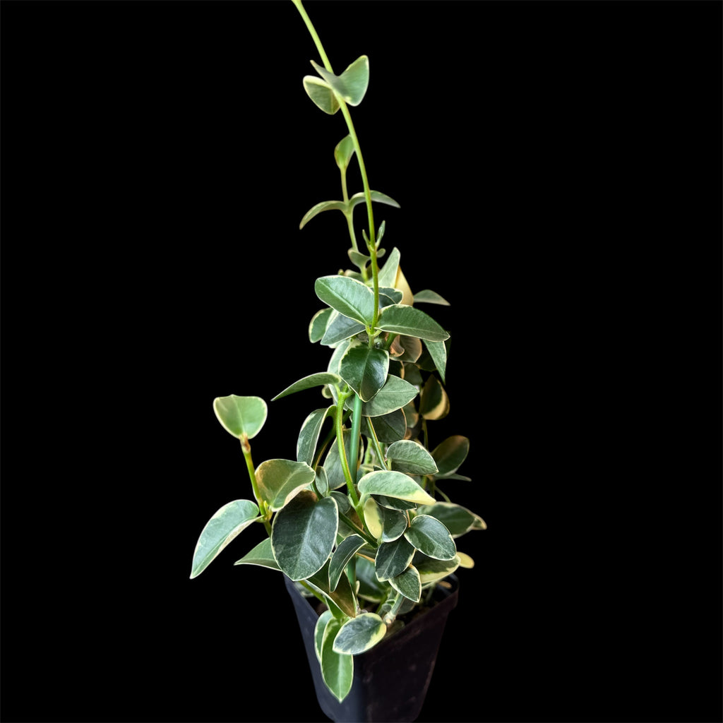 Hoya cumingiana albomarginata