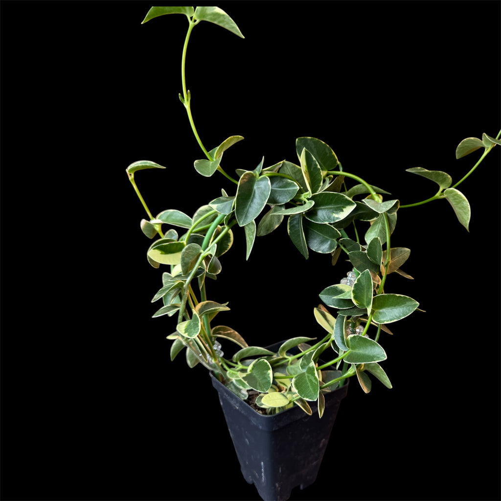 Hoya cumingiana albomarginata