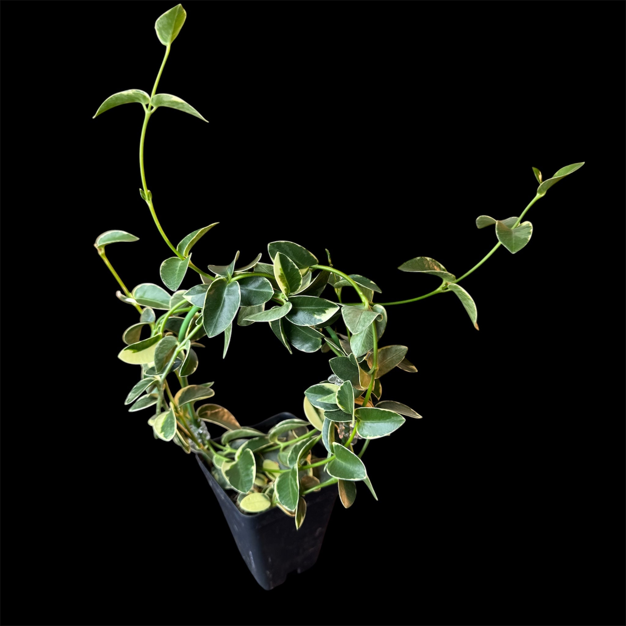 Hoya cumingiana albomarginata
