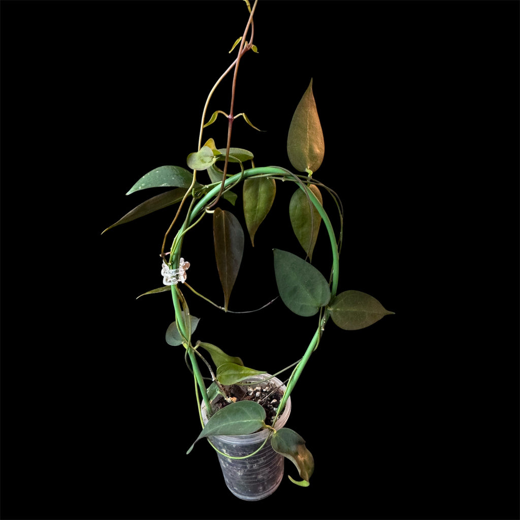 Hoya carrii NS13-064