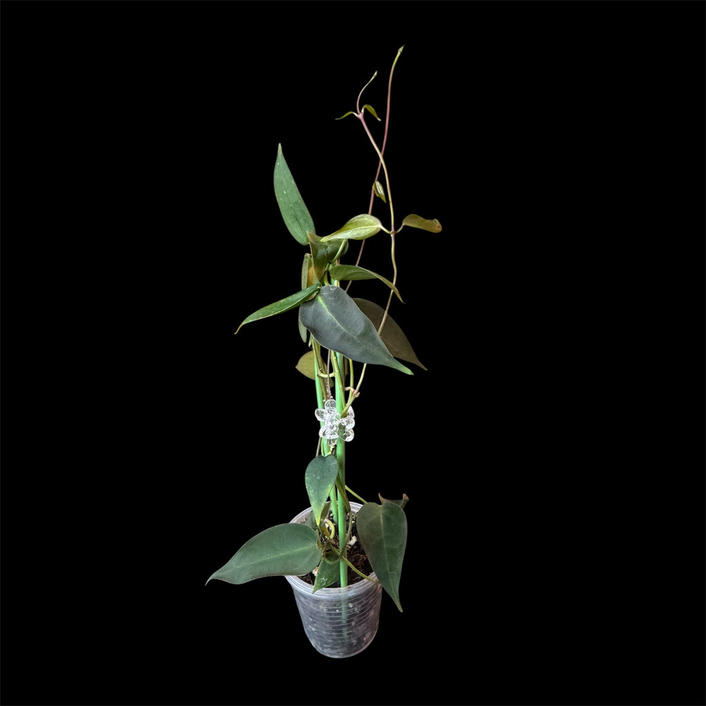 Hoya carrii NS13-064