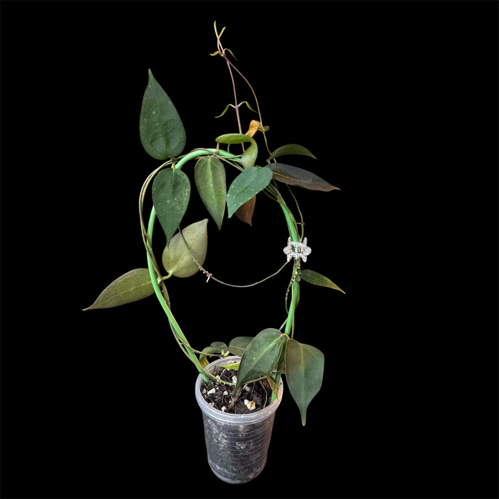 Hoya carrii NS13-064
