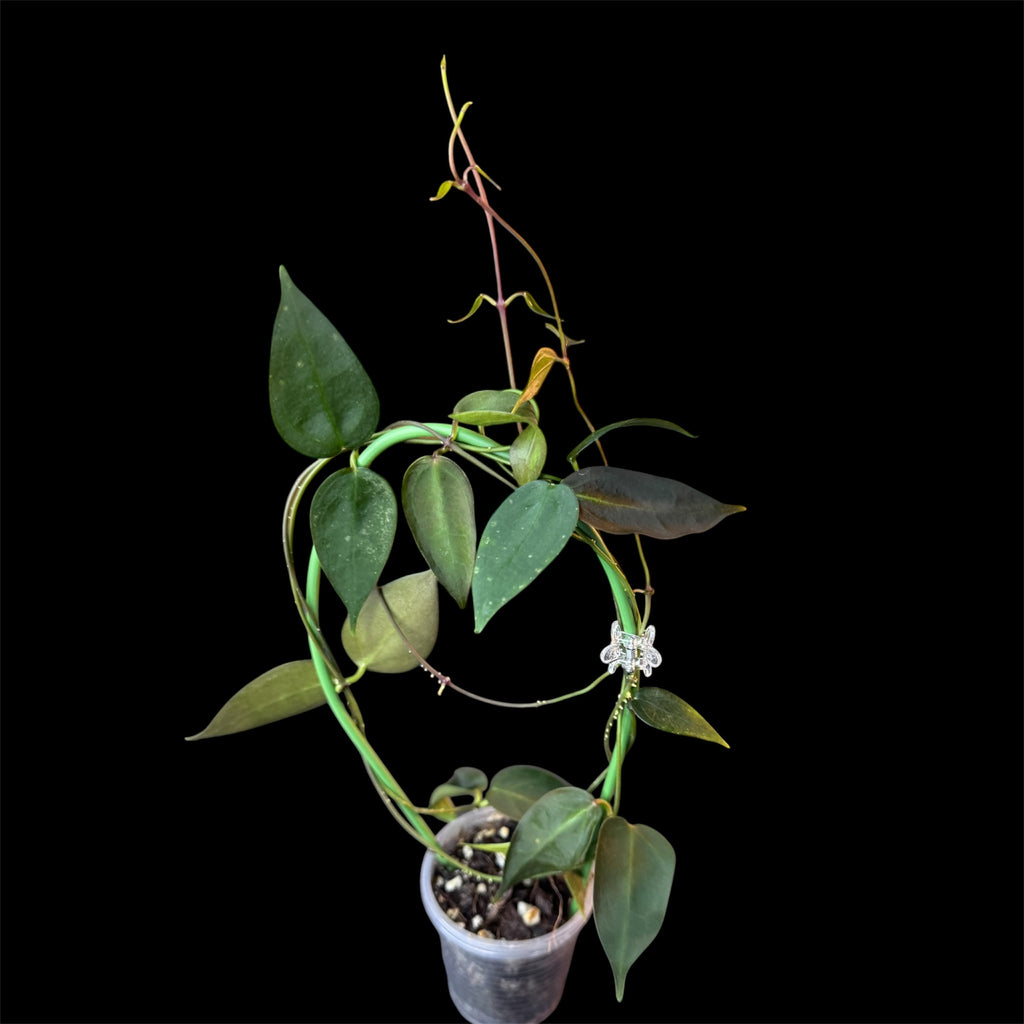 Hoya carrii NS13-064