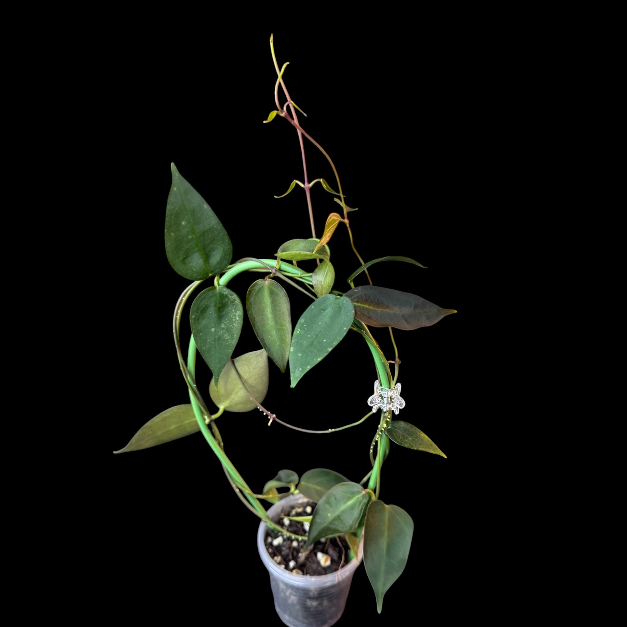 Hoya carrii NS13-064