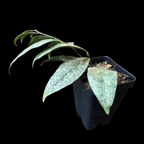 Hoya amicabilis silver