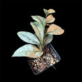 Hoya amicabilis silver