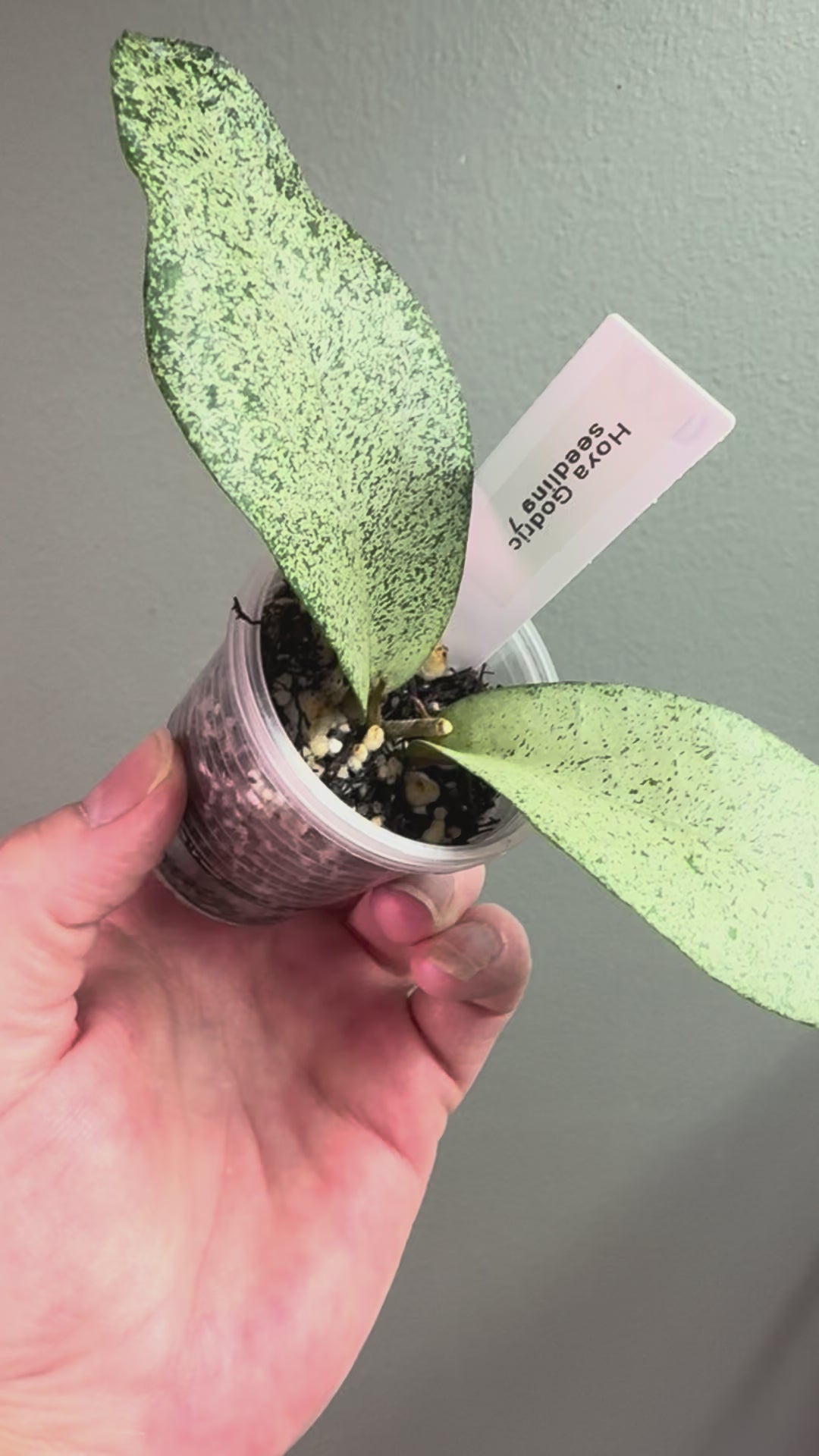 Hoya Godric seedling 7